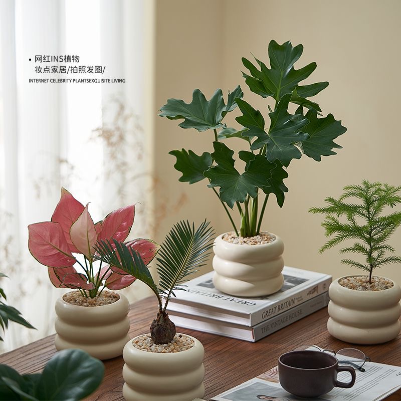 种好发货60天内死亡买免费补发