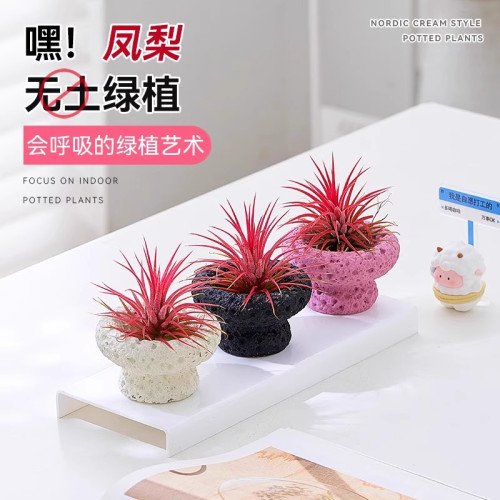 空气凤梨无土鲜活植物摆件