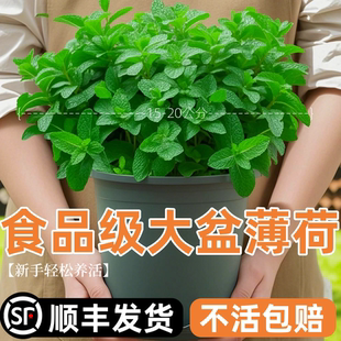 薄荷盆栽水培薄荷叶新鲜可食用迷迭香驱蚊植物室内绿植花卉柠檬草