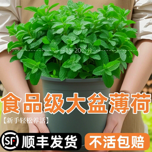 可食用驱蚊虫提神醒脑薄荷盆栽