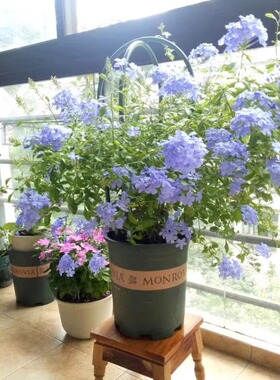 蓝雪花苗盆栽阳台观花耐热好养植物花园庭院爬藤攀援花藤本白雪花