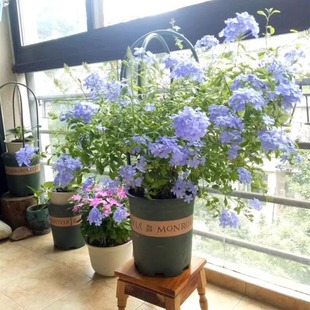 蓝雪花苗盆栽阳台观花耐热好养植物花园庭院爬藤攀援花藤本白雪花