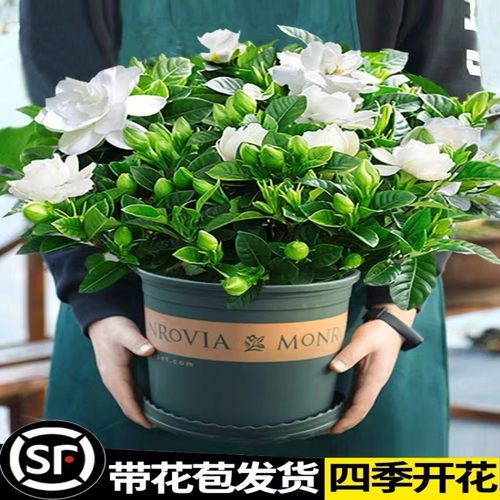 【小红书一万人种草】栀子花盆栽