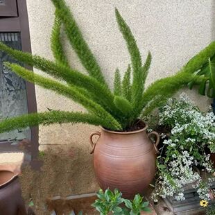 狐尾天门冬盆栽大苗庭院阳台植物四季常青趣味绿植九尾狐好养猫咪