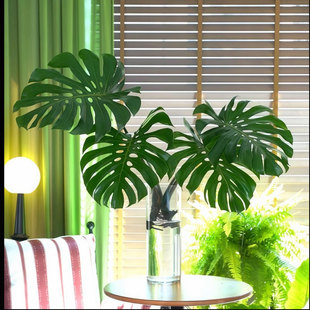 水培植物大叶龟背竹盆栽老桩净化空气水养绿植天堂鸟巨大天然