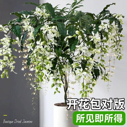 垂丝茉莉盆栽老桩带花苞