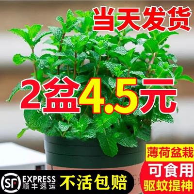 【两盆4.5元】可食用驱蚊薄荷