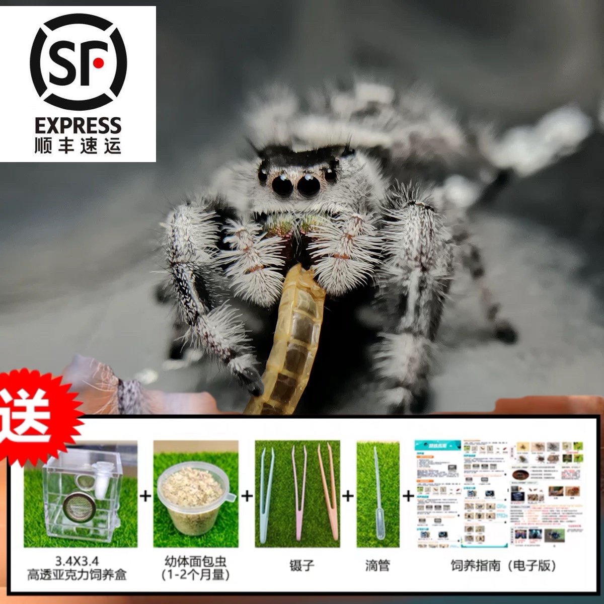 蜘蛛跳蛛佛罗里达跳蛛白佛小朋友礼物卢卡斯跳蛛微距摄影桌面宠物