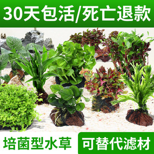 水草海草鱼缸真草水底植物活净水造景养鱼套餐高级增氧懒人火山石