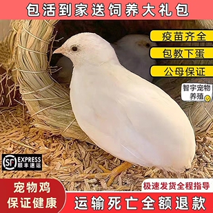 网红宠物鸡活物迷你观赏家养小鸡下蛋全色系40-60天青年活体包邮