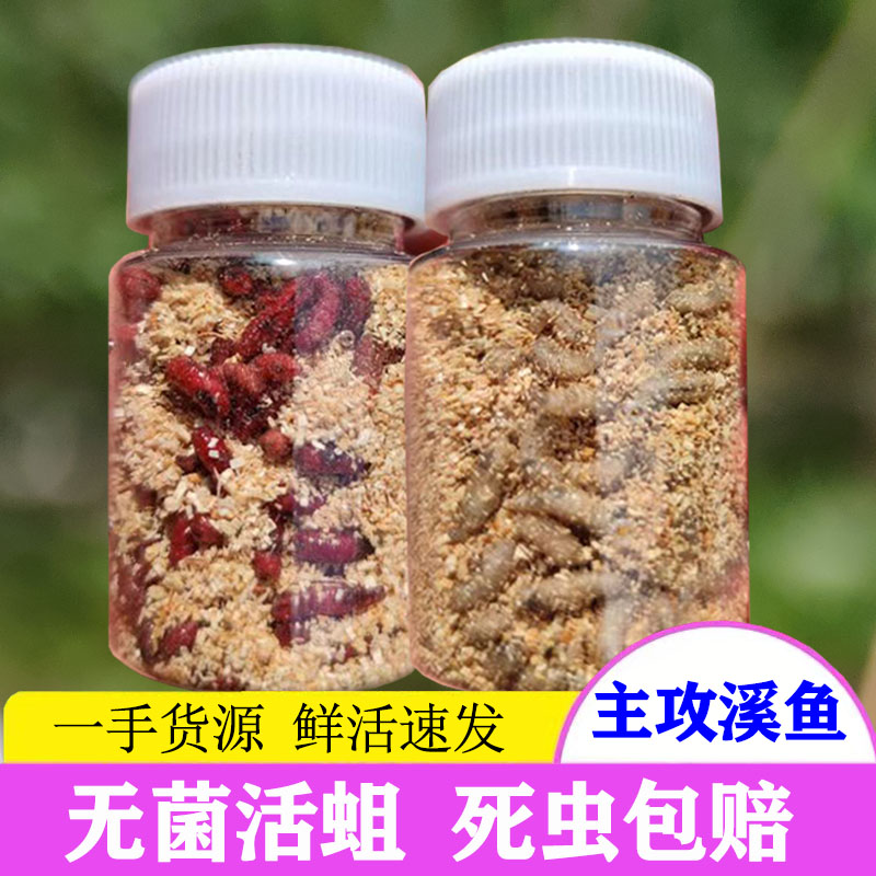 包邮大号钓鱼鲤鱼钓鱼野钓蛆虫蝇蛆红蛆饵料活蛆牙子红蛆虫