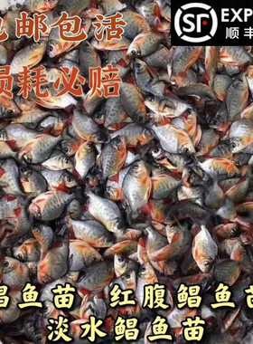 优质品种易养快大鲳鱼苗红鲳鱼苗食用淡水养殖凶猛鱼肉食鱼红鲳鱼