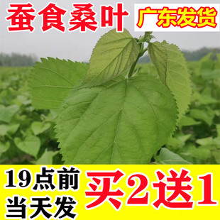 新鲜桑叶蚕宝宝食物小蚕食用桑叶喂蚕自种桑树叶现摘现发桑叶新鲜
