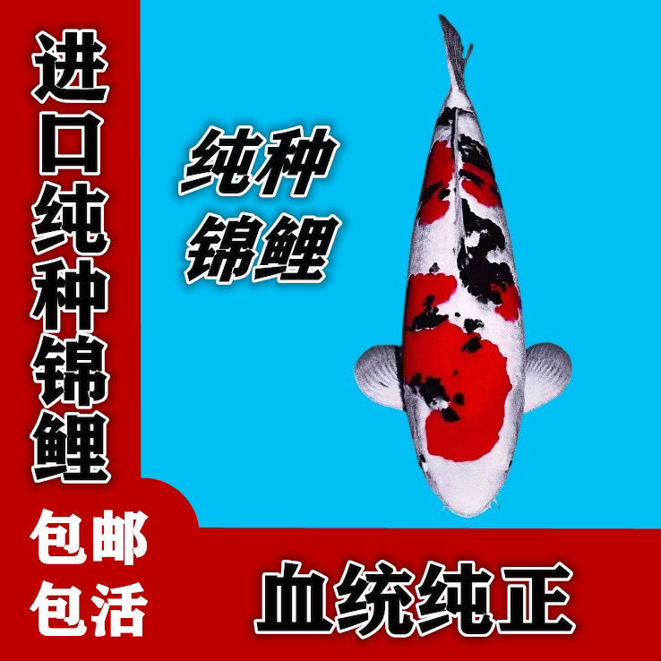 进口纯种锦鲤红白大正昭和金鱼活体时来运转观赏鱼精品包邮包活