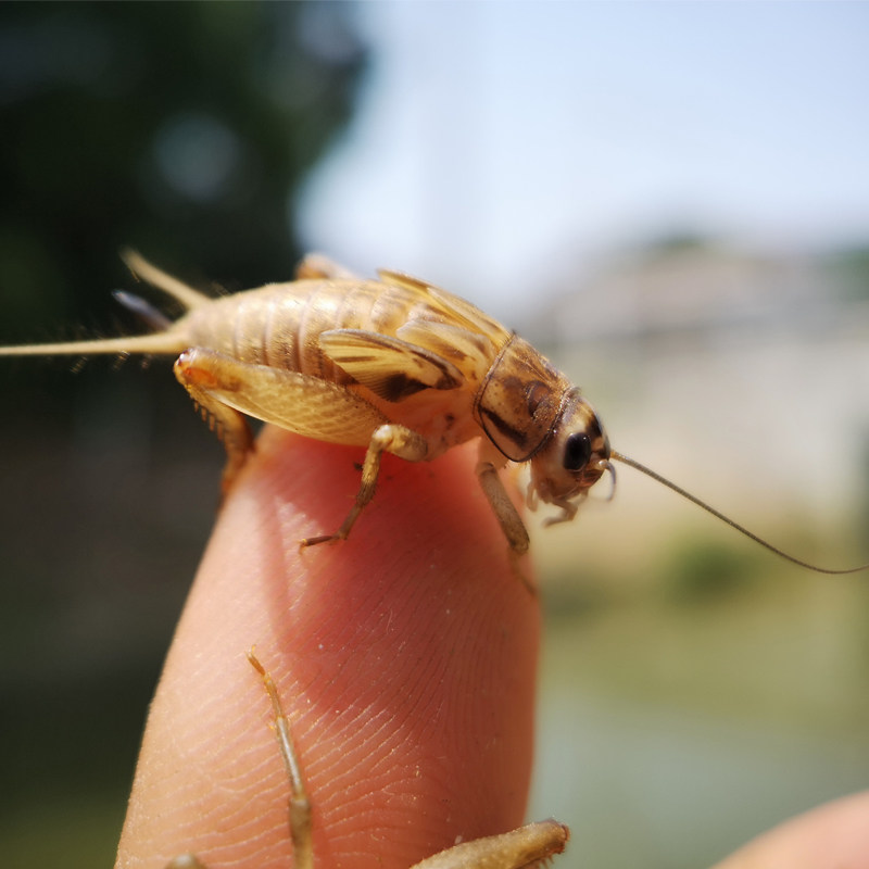 针头蟋蟀活物蛐蛐活体活饲料活虫油葫芦双斑小白虫卵虫族昆虫包邮