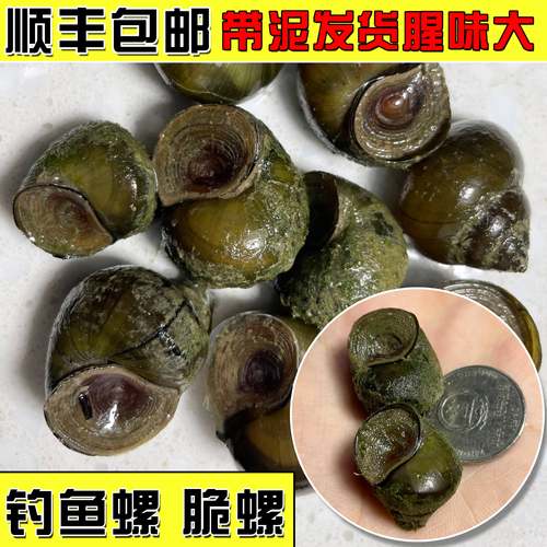 顺丰薄皮脆螺钓鱼饵料鲜活挂钩田螺打窝石螺蛳野钓黑坑水库大青鱼