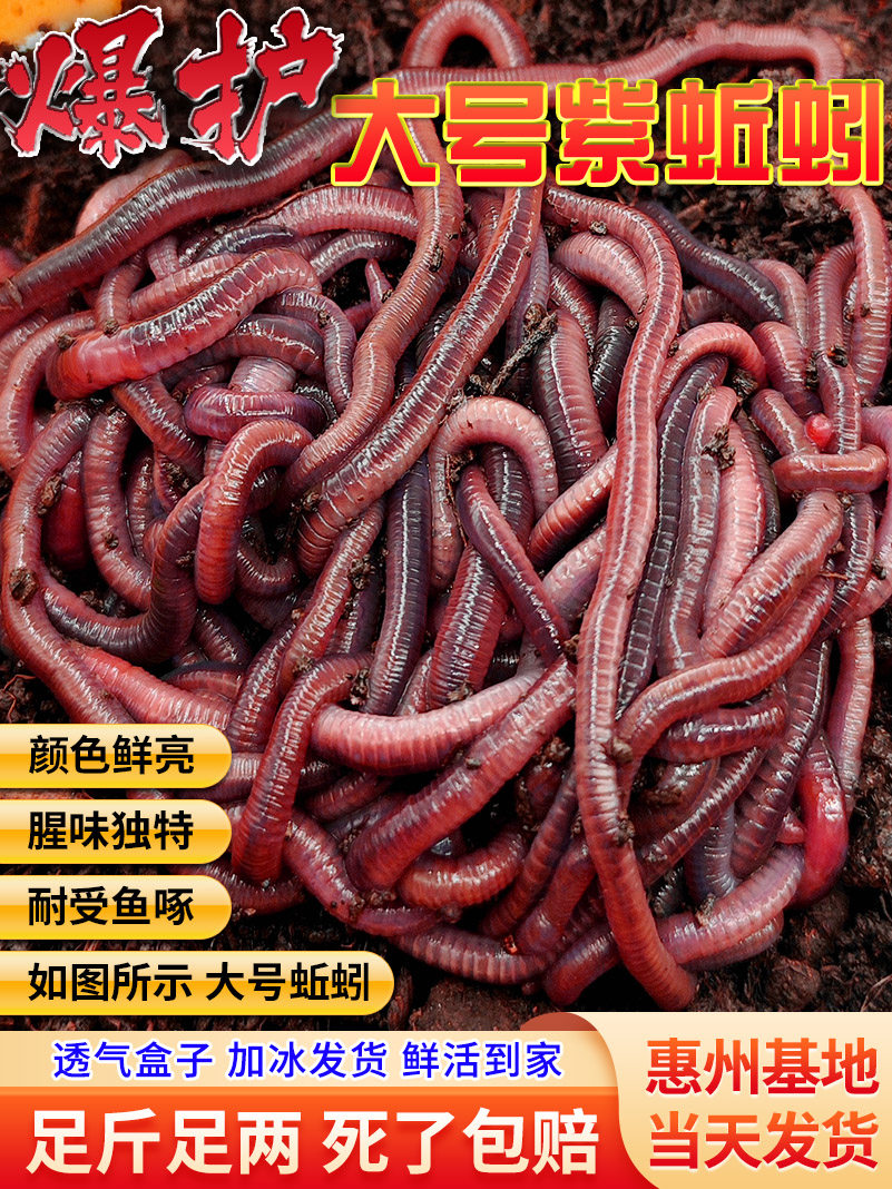蚯蚓活饵活体 鲜活钓鱼饵料 大红虫活蚯蚓野钓广东垂钓龟蛇宠物料,户外/登山/野营/旅行用品,活饵/谷麦饵等饵料,淘宝优惠券,粉丝福利购,淘宝优惠卷
