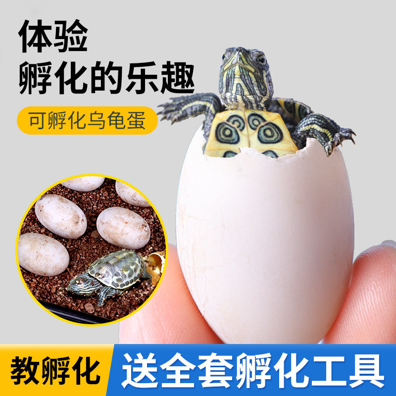 可孵化乌龟蛋鳄龟地图草龟活物巴西龟受精蛋活体墨龟火焰黄耳西锦图片
