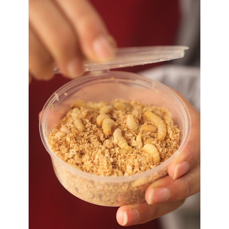玉米虫大蜡螟葡萄蜜幼棉虫活体守宫鸟食鱼粮爬宠蜥蜴仓鼠饲料包邮