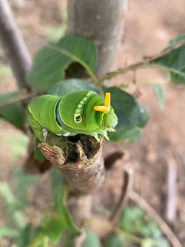 真蝴蝶幼虫活蝴蝶柑橘凤蝶幼虫玉带凤蝶幼虫能够变蝴蝶的幼虫宝宝
