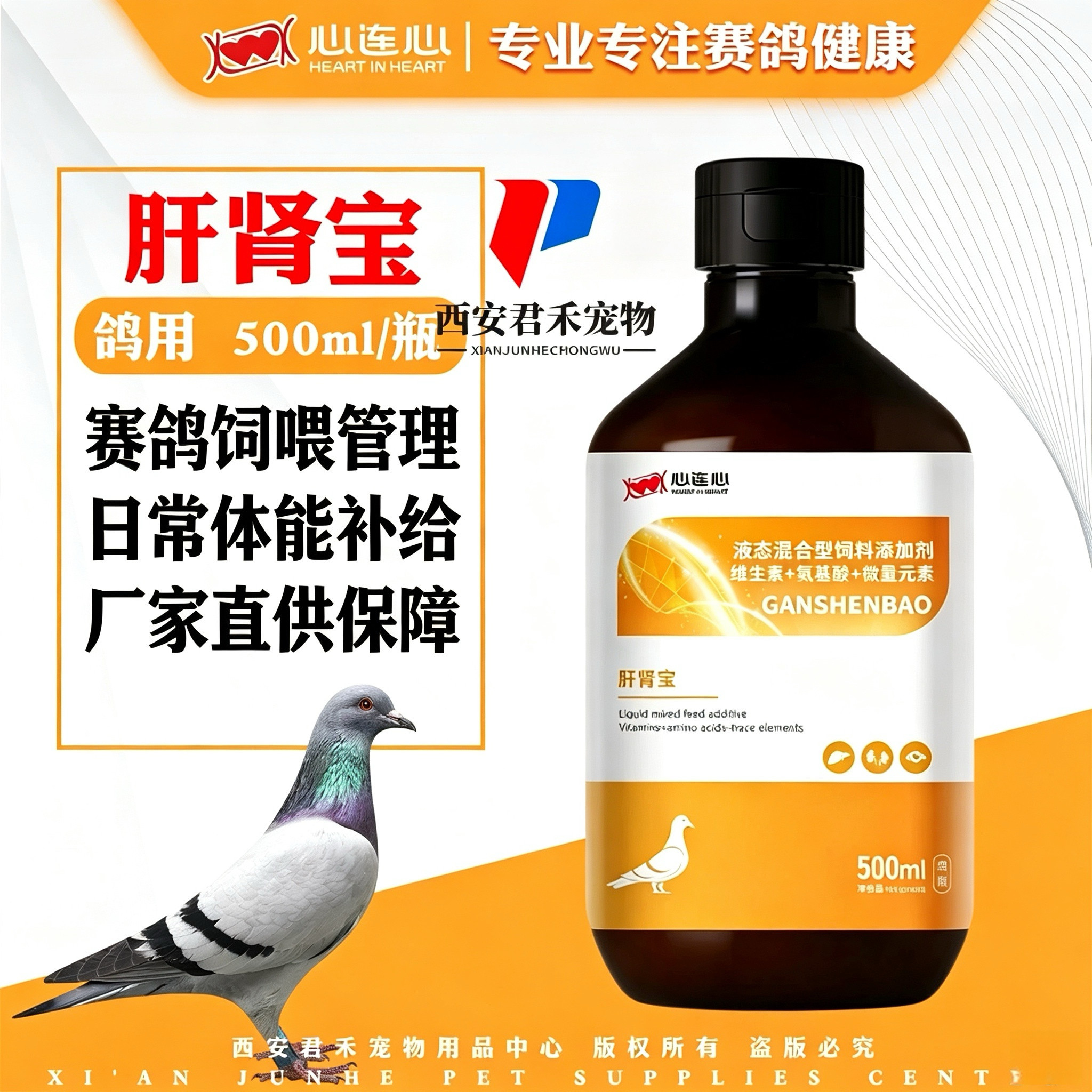 心连心肝肾宝观赏信鸽繁育期