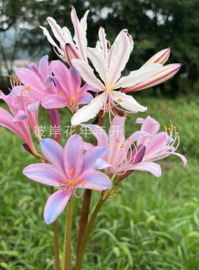 精品5年超大球彼岸花曼珠沙华红花石蒜盆栽地栽包对版大红色石蒜