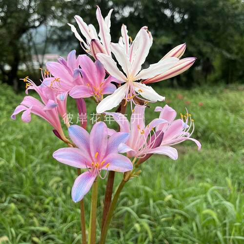 精品5年超大球彼岸花曼珠沙华红花石蒜盆栽地栽包对版大红色石蒜