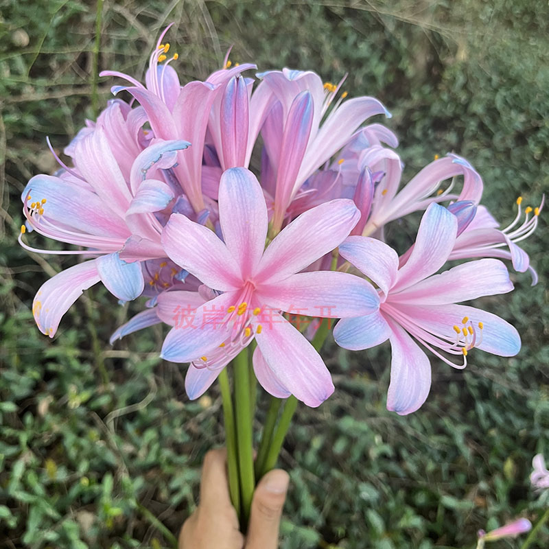 宽瓣彼岸花水培植物球根盆栽