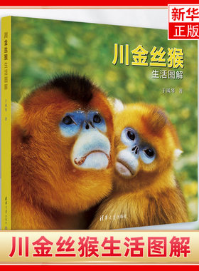 川金丝猴生活图解