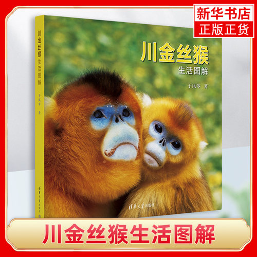 川金丝猴生活图解