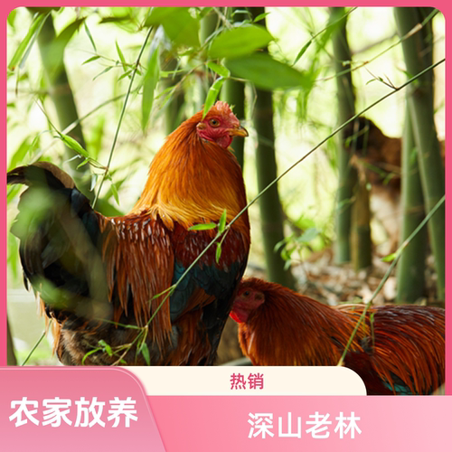 广东阉鸡清远散养老扇鸡现杀整只