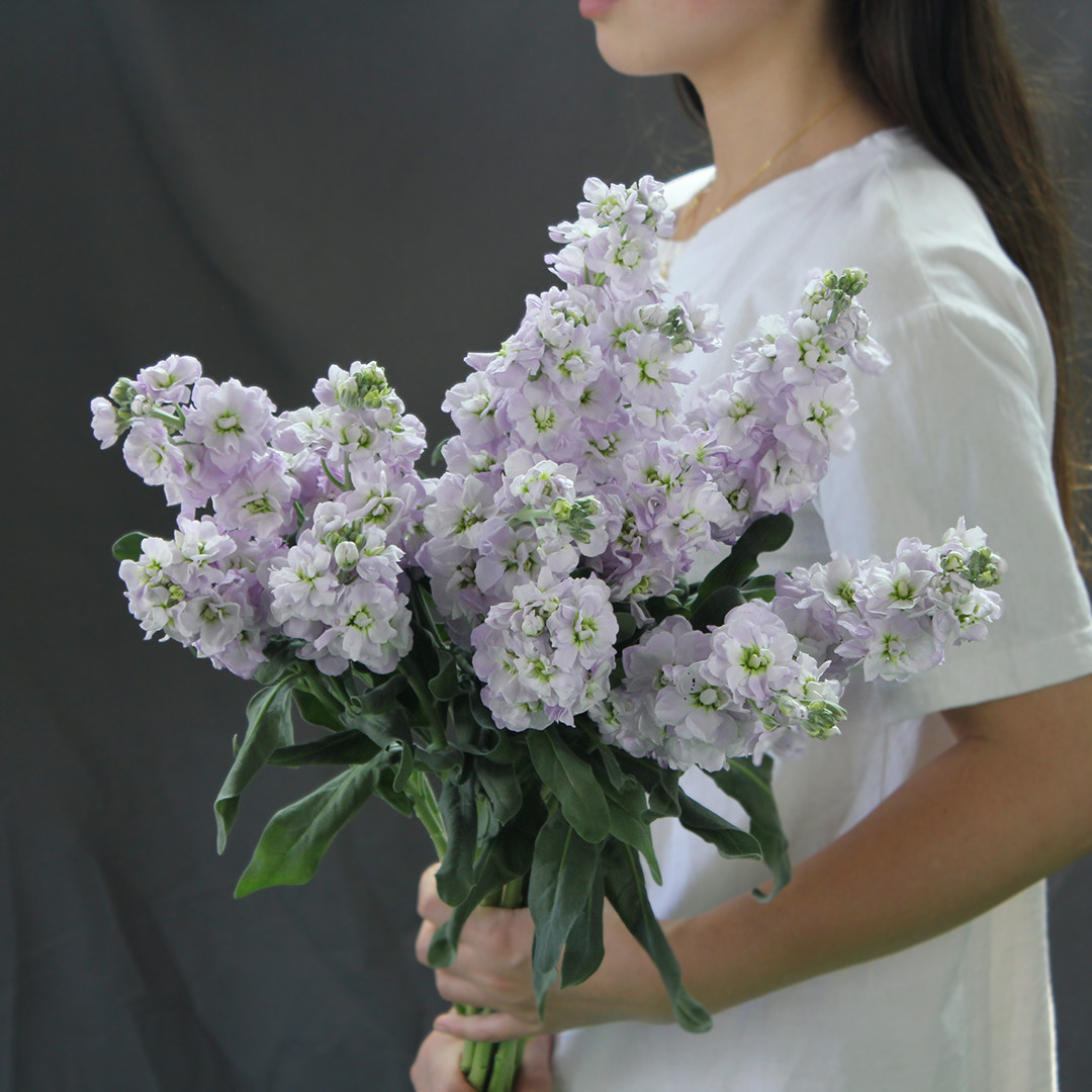 精选新鲜紫罗兰 香味浓 家居水养鲜花任意两束鲜花云南空运包邮