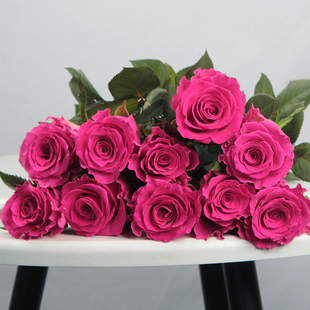 精选A级玫红色玫瑰高盛 弗洛伊德 开放度高 水养鲜花任意两束包邮