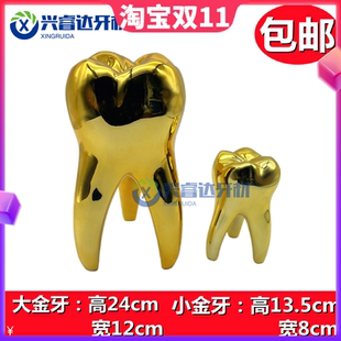 牙齿装饰模型黄金牙模型口腔门诊摆件装饰展柜大金牙牙科诊所饰品