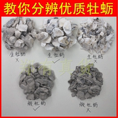 牡蛎壳中药材精选生牡蛎片煅牡蛎牡蛎块牡蛎生牡蛎壳粉可搭浮小麦