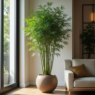 蓉城竹苗客厅进门白家子白夹竹子蓉城竹食用风景观赏庭院室内家养