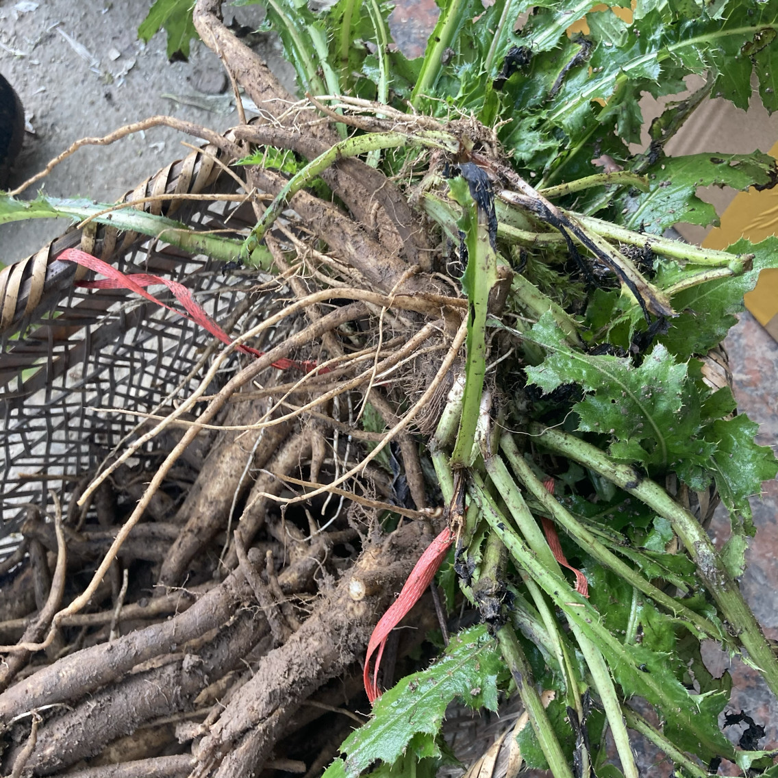 大蓟根牛口刺新鲜野菜煲汤食材红将军刺野刺莓野红花铁刺草红蓟草
