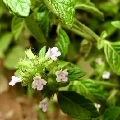 顺丰断血流新鲜风轮菜熊胆草苦刀草蜂窝草节节草九层塔苗干粉根叶