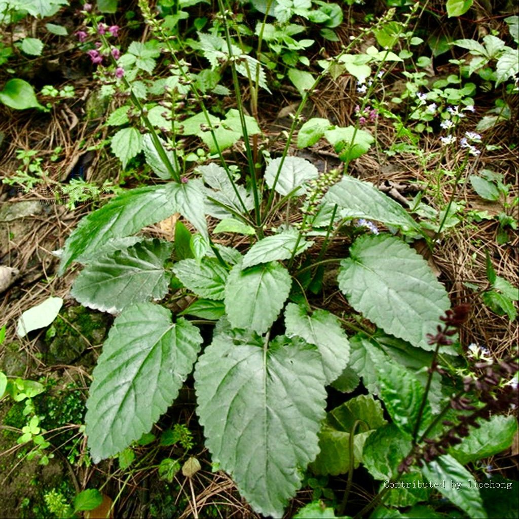顺丰石见穿新鲜紫参石打穿小红参大发汗根干磨粉苗种二参汤紫参汤