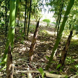 花哺鸡竹子笋苗花壳笋赖孵鸡笋食用吃笋花婆鸡竹子庭院银环竹菜竹