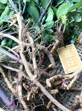 顺丰接骨草新鲜根叶八棱麻干粉苗