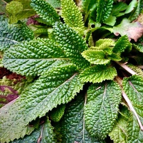 顺丰癞子草山赖子草虾蟆草过冬青山夏枯草土白芷新鲜苗干磨粉根叶