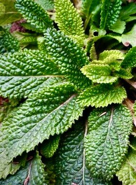 癞子草新鲜顺丰山赖子草虾蟆草过冬青山夏枯草土干野芥菜荔枝草