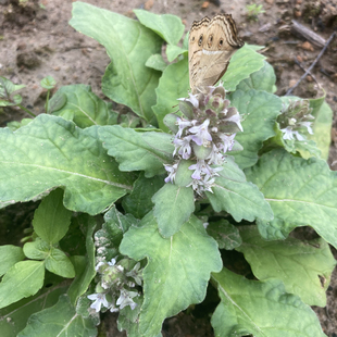 白毛夏枯草新鲜苗磨粉散血草筋骨草退破血丹金疮小草苦草白头翁