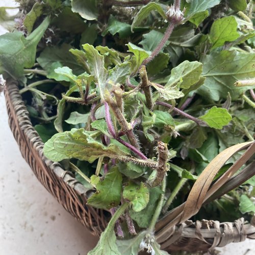 白毛夏枯草新鲜筋骨草苦草金疮小草破退散血草苗干白头翁散降血汤 - 封面