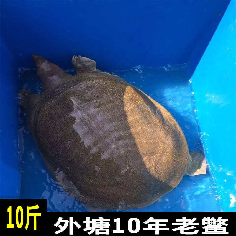 【玖久鲜】10斤甲鱼活体免邮外塘放养老鳖王八过节送礼面子十足