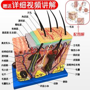 立体皮肤组织结构放大模型层次人体构造分层解剖模具美容整形毛发