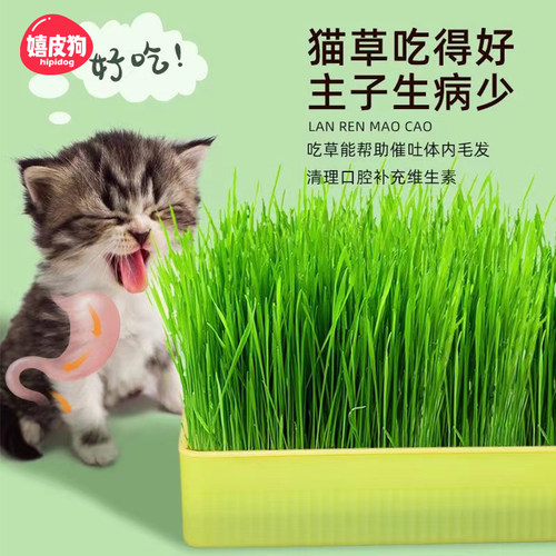 精选好种子，发芽率高！