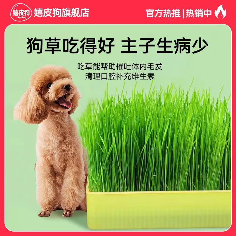 狗狗零食狗草狗草棒狗狗食用草猫草宠物化毛排毛球猫草无土猫草杯,宠物/宠物食品及用品,狗冻干零食,淘宝优惠券,粉丝福利购,淘宝优惠卷