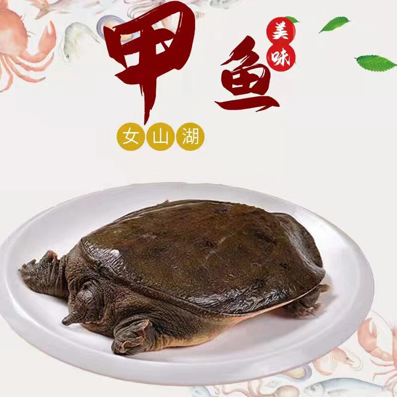 安徽明光女山湖鲜活大湖生态放养食用甲鱼煲汤红烧,3斤一只